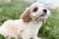 Finn, a male Cavalier King Charles Spaniel and Poodle - Miniature  for sale in Sturgis, MI – 6 of 10