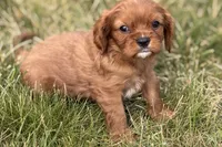Ion, a male Cavalier King Charles Spaniel for sale in Sturgis, MI – 8 of 9