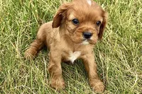 Ivan, a male Cavalier King Charles Spaniel for sale in Sturgis, MI – 2 of 10