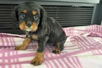 Maura, a female Cavalier King Charles Spaniel for sale in Sturgis, MI – 4 of 10