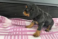 Maura, a female Cavalier King Charles Spaniel for sale in Sturgis, MI – 10 of 10