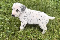 Lamar, a male Dalmatian for sale in Sturgis, MI – 6 of 10
