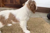 processed/cffb2c99-f6a1-498c-9cf5-d6e70a4b5ecb/listing/4c569d49-05f6-4cc0-960e-3705b7d6c326/07f6cda0-7dff-4644-ae9d-9dec6c5c1995