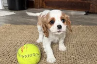 processed/cffb2c99-f6a1-498c-9cf5-d6e70a4b5ecb/listing/4c569d49-05f6-4cc0-960e-3705b7d6c326/8f26a7b4-eae9-401a-b58c-f7cd12226c54