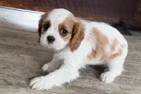 processed/cffb2c99-f6a1-498c-9cf5-d6e70a4b5ecb/listing/4c569d49-05f6-4cc0-960e-3705b7d6c326/b8ac3d4d-8378-40ff-b54d-430376c1be4d