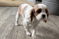 processed/cffb2c99-f6a1-498c-9cf5-d6e70a4b5ecb/listing/4c569d49-05f6-4cc0-960e-3705b7d6c326/db3476e5-395f-4a4e-b495-cf8a0d96e1b1