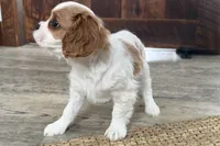 processed/cffb2c99-f6a1-498c-9cf5-d6e70a4b5ecb/listing/4c569d49-05f6-4cc0-960e-3705b7d6c326/f12992ea-7e3a-4b08-bfa2-2831a8dc6671