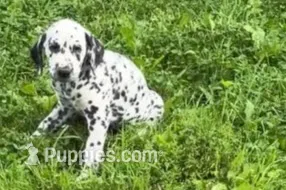 Lavon – Dalmatian puppy for sale in Sturgis, MI