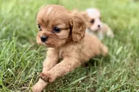 Ashur , a male Cavalier King Charles Spaniel for sale in Sturgis, MI – 6 of 8