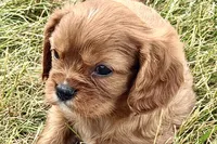 Ion, a male Cavalier King Charles Spaniel for sale in Sturgis, MI – 3 of 9