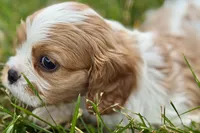 Huggie, a female Cavalier King Charles Spaniel for sale in Sturgis, MI – 6 of 9