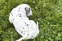 Lava, a female Dalmatian for sale in Sturgis, MI – 5 of 8