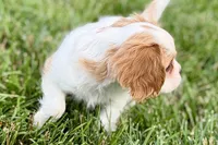 Violet, a female Cavalier King Charles Spaniel for sale in Sturgis, MI – 6 of 10