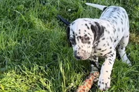 Larry, a male Dalmatian for sale in Sturgis, MI – 3 of 9