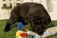 Garbi, a female Chinese Shar-Pei and Cocker Spaniel for sale in Sturgis, MI – Photo 7 of 9
