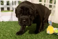 Garbi, a female Chinese Shar-Pei and Cocker Spaniel for sale in Sturgis, MI – Photo 2 of 9