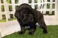 Garbi, a female Chinese Shar-Pei and Cocker Spaniel for sale in Sturgis, MI – Photo 3 of 9