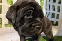 Garbi, a female Chinese Shar-Pei and Cocker Spaniel for sale in Sturgis, MI – Photo 1 of 9