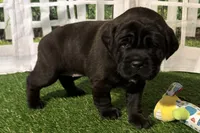 Garbi, a female Chinese Shar-Pei and Cocker Spaniel for sale in Sturgis, MI – Photo 4 of 9