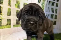 Garbi, a female Chinese Shar-Pei and Cocker Spaniel for sale in Sturgis, MI – Photo 9 of 9