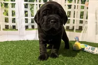 Garbi, a female Chinese Shar-Pei and Cocker Spaniel for sale in Sturgis, MI – Photo 8 of 9