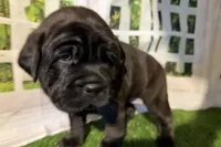 Garbi, a female Chinese Shar-Pei and Cocker Spaniel for sale in Sturgis, MI – Photo 5 of 9