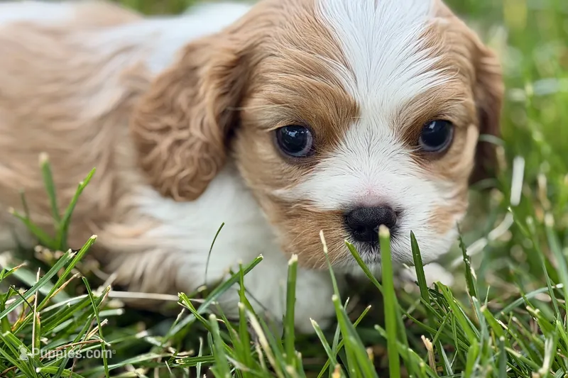 Huggie – Cavalier King Charles Spaniel puppy for sale in Sturgis, MI