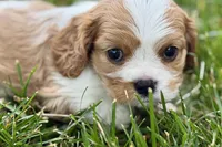 Huggie, a female Cavalier King Charles Spaniel for sale in Sturgis, MI – 1 of 9