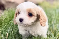 Finn, a male Cavalier King Charles Spaniel and Poodle - Miniature  for sale in Sturgis, MI – 2 of 10