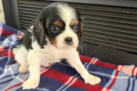 Mavey, a male Cavalier King Charles Spaniel for sale in Sturgis, MI – 1 of 10