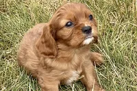 Ion, a male Cavalier King Charles Spaniel for sale in Sturgis, MI – 5 of 9