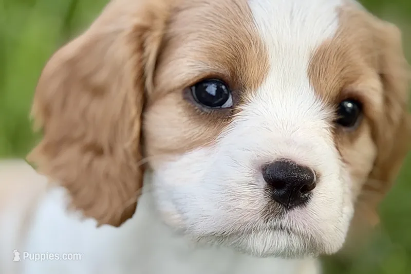 Remy – Cavalier King Charles Spaniel puppy for sale in Sturgis, MI