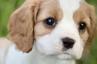 Remy, a male Cavalier King Charles Spaniel for sale in Sturgis, MI – 1 of 10