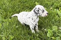 Levi, a male Dalmatian for sale in Sturgis, MI – 4 of 8