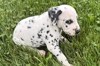Lava, a female Dalmatian for sale in Sturgis, MI – 7 of 8