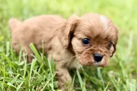 Aiden, a male Cavalier King Charles Spaniel for sale in Sturgis, MI – 4 of 10