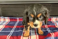 Major, a male Cavalier King Charles Spaniel for sale in Sturgis, MI – 6 of 10