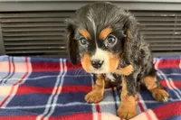 Major, a male Cavalier King Charles Spaniel for sale in Sturgis, MI – 9 of 10