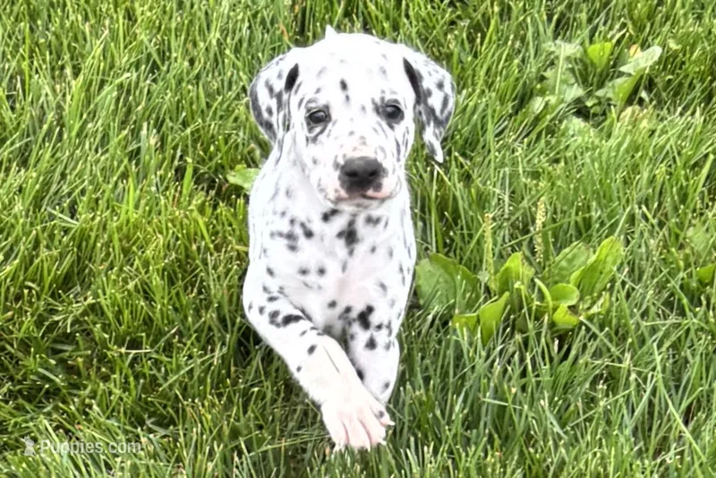 Levi – Dalmatian puppy for sale in Sturgis, MI