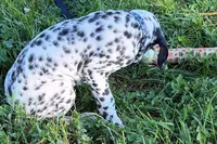 Lavon, a male Dalmatian for sale in Sturgis, MI – 2 of 10