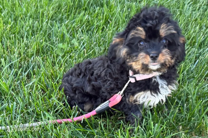 Nancy – Cavapoo puppy for sale in Sturgis, MI