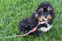 Nancy, a female Cavapoo for sale in Sturgis, MI – 1 of 7