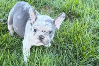 Jesse, a male Frenchton for sale in Sturgis, MI – 9 of 10