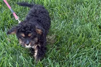 Nora , a female Cavapoo for sale in Sturgis, MI – 9 of 10