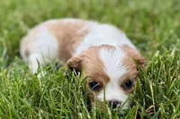 Huggie, a female Cavalier King Charles Spaniel for sale in Sturgis, MI – 9 of 9