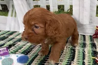 processed/cffb2c99-f6a1-498c-9cf5-d6e70a4b5ecb/listing/55c0b6a0-af98-41f5-a8ab-4d2acd5722ca/c240f438-f032-41e0-bf21-7f43d4a61f44