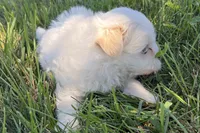 Oraon, a male Maltese for sale in Sturgis, MI – 6 of 7