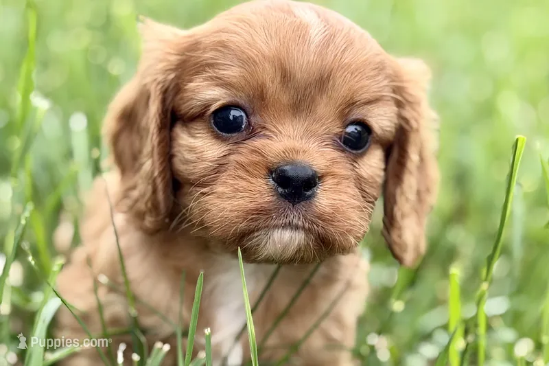 Ashur  – Cavalier King Charles Spaniel puppy for sale in Sturgis, MI