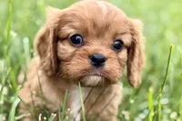 Ashur , a male Cavalier King Charles Spaniel for sale in Sturgis, MI – 1 of 8
