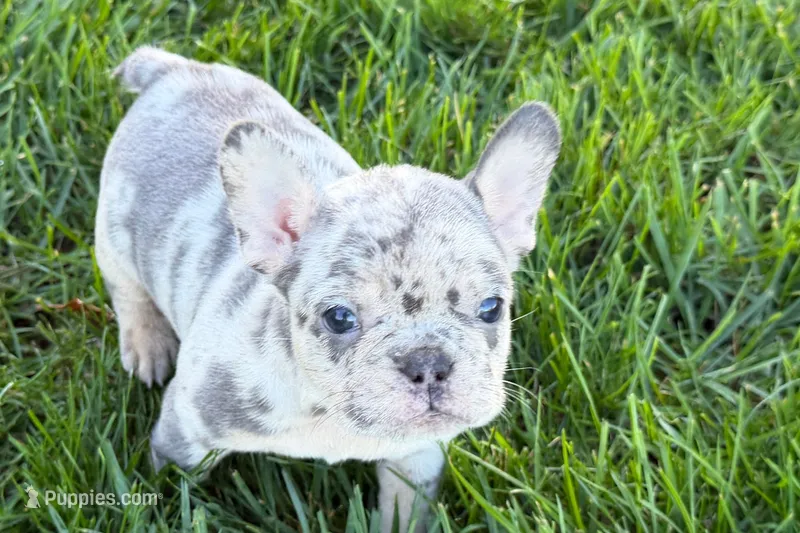 Jelly  – Frenchton puppy for sale in Sturgis, MI